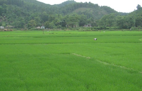 Larger scale farming model duplicated in new rural development program - ảnh 1